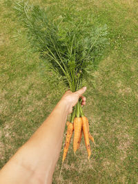 High angle view of hand holding leaf on field