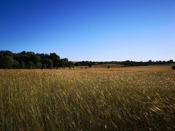 Scenic view of field against clear sky