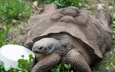 View of turtle in grass