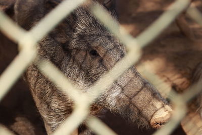 Close-up of rabbit