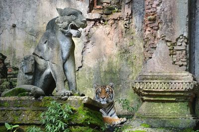 Tiger relaxing by sculpture against historic building