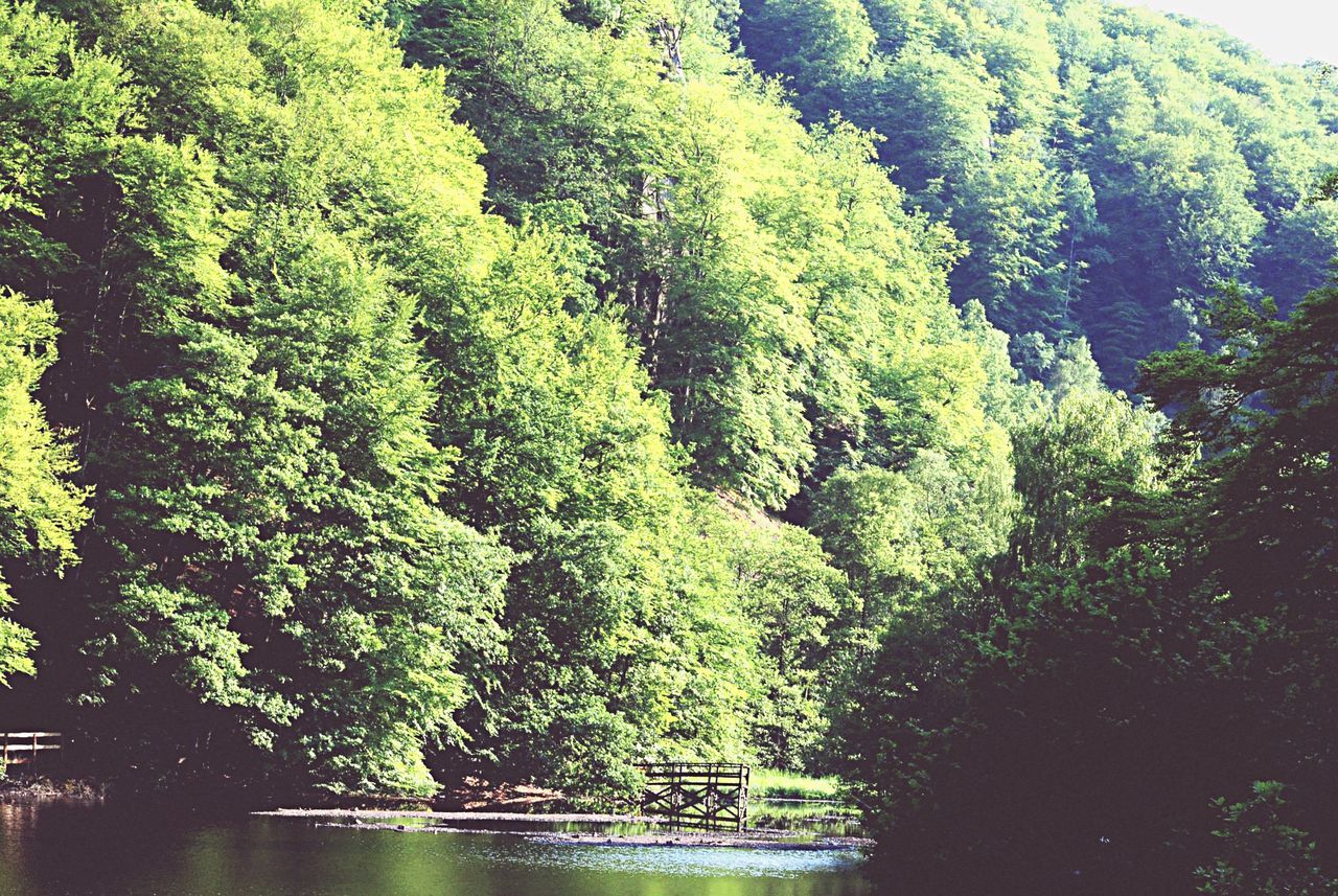 tree, water, green color, tranquility, tranquil scene, growth, waterfront, beauty in nature, nature, lush foliage, scenics, lake, reflection, forest, idyllic, river, green, outdoors, day, non-urban scene