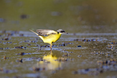 The western yellow wagtail, motacilla flava hunting on marsh