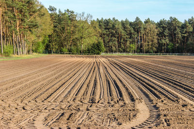 Scenic view of agricultural field against sky