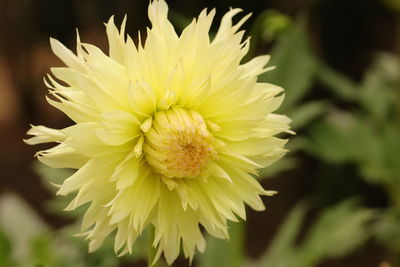 Close-up of yellow dahlia