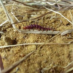 Close-up of plant