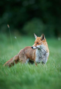 Rabbit on grassy field