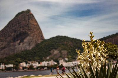 Close-up of white flowers against sugarloaf mountain