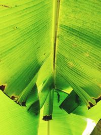 Close-up of green leaves on plant