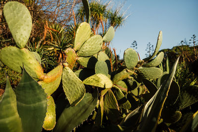 Low angle view of plant against sky