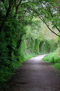 Road amidst trees in forest