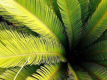 Close-up of palm leaf