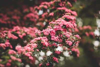 Close-up of pink flowering plants