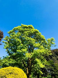 Low angle view of trees against blue sky