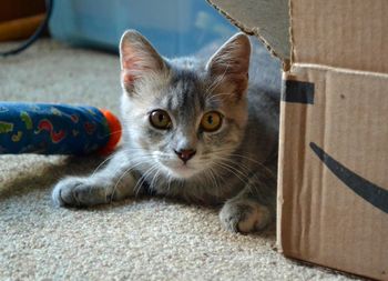 Close-up portrait of cat at home