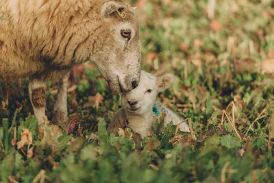 Sheep with lamb on grass