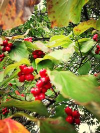 Close-up of red berries on tree