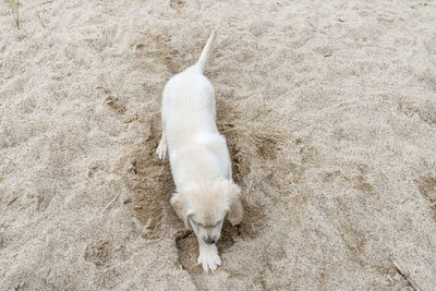 A male golden retriever puppy is digging a hole in a pile of sand in the backyard.