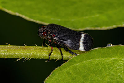 Close-up of insect on leaf