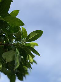 Low angle view of leaves against sky