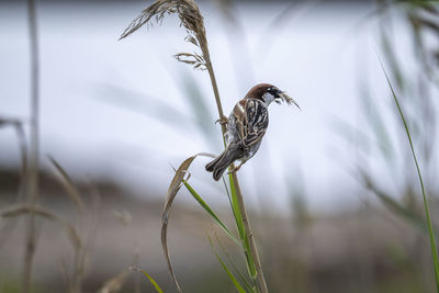 Close-up of a bird flying