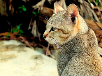 Close-up of a cat looking away