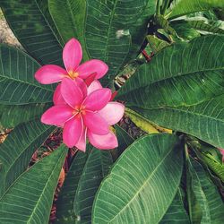 Close-up of pink flowering plant leaves