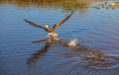 Bird flying over lake