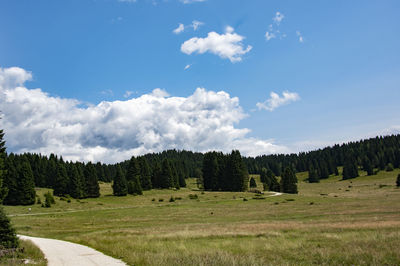 Panoramic shot of trees on field against sky