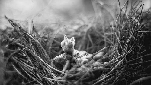 Close-up of crab on grass