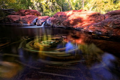 Reflection of trees in water