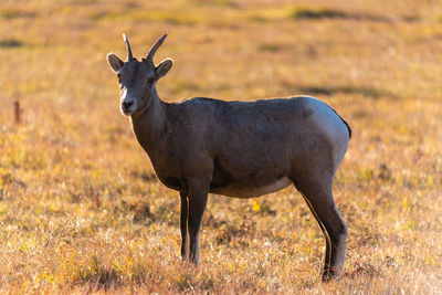 Side view of deer standing on field