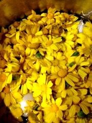 CLOSE UP OF YELLOW CHRYSANTHEMUM