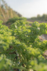 Close-up of fresh green plants on field