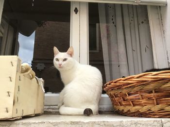 Portrait of white cat sitting in basket