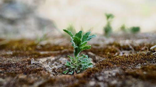 Close-up of small plant growing on field