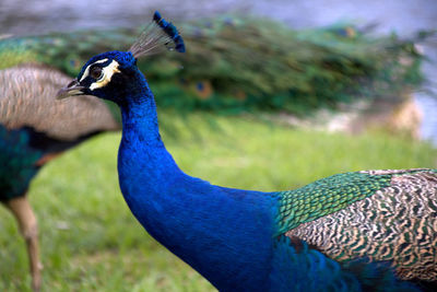 Close-up of peacock