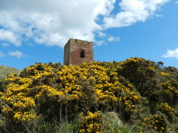 Yellow flowering plants and trees on field against sky