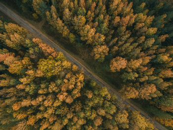 High angle view of trees on road