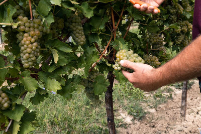 Cropped hand of man picking grapes