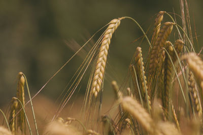 crop