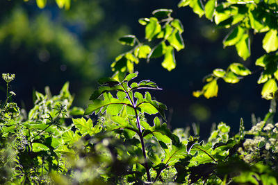 Close-up of fresh green leaves