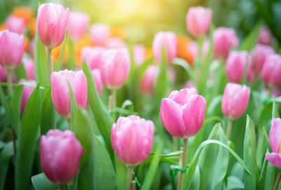 Close-up of pink tulips on field