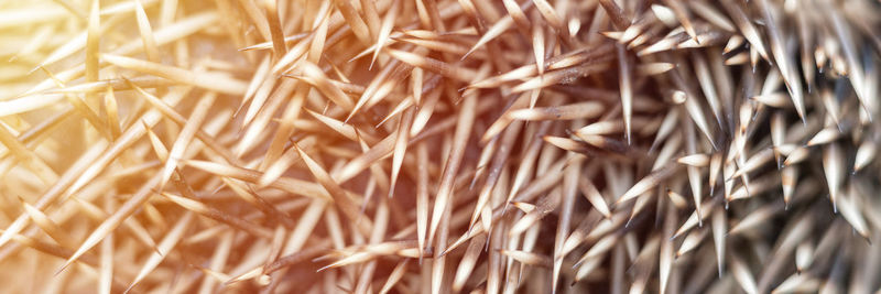 Full frame shot of dry plants