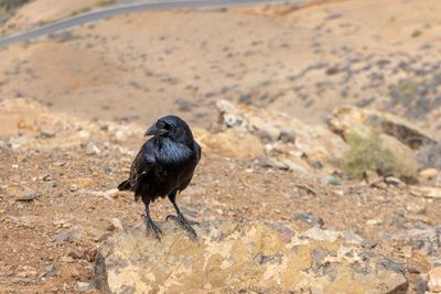 Crow perching on rock