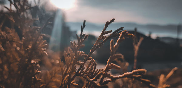 Close-up of stalks in field against sky at sunset