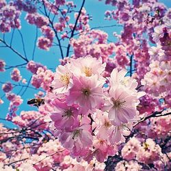 Low angle view of pink flowers blooming on tree