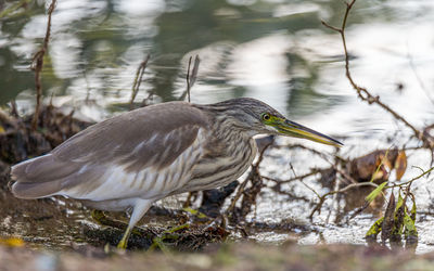 Bird perching on lakeshore