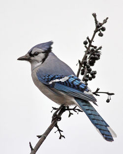 Blue jay perching on branch against clear sky