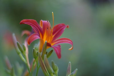 Close-up of pink flower